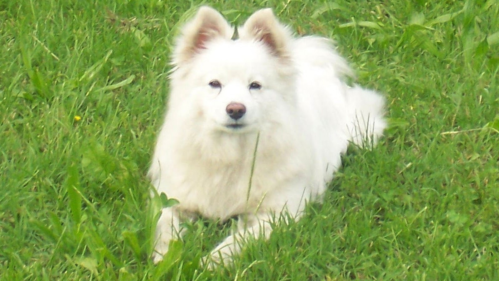 Вольпино итальяно гладкошерстная